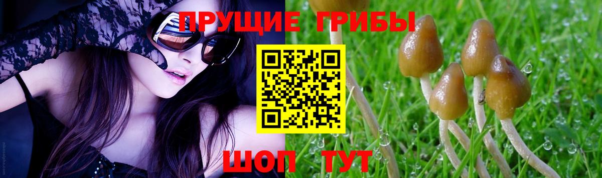 Губкинский  Псилоцибиновые грибы Cubensis  Вход с VPN 